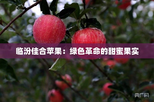 临汾佳合苹果:绿色革命的甜蜜果实