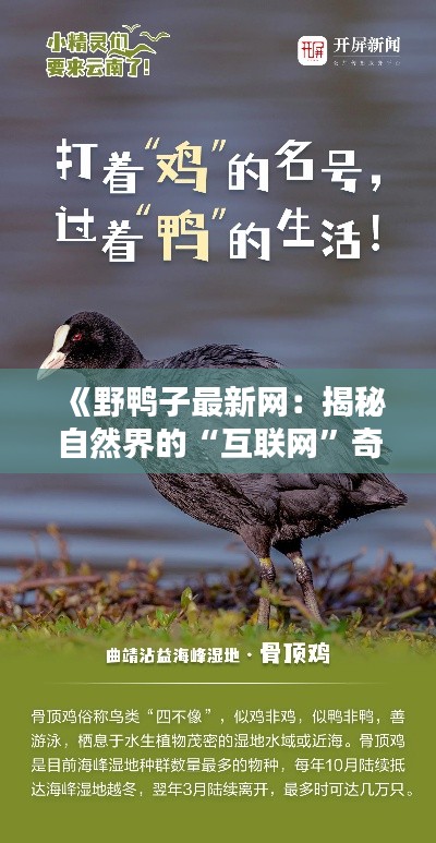 《野鸭子最新网：揭秘自然界的“互联网”奇迹》
