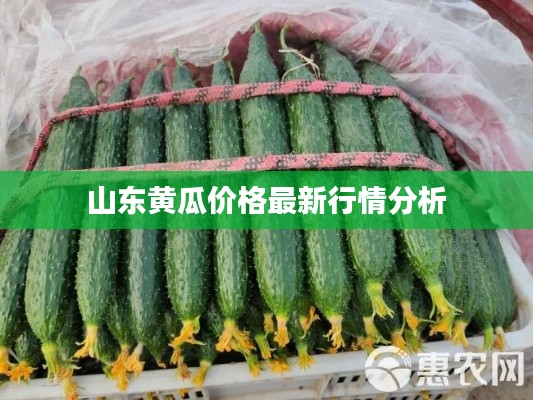 山东黄瓜价格最新行情分析