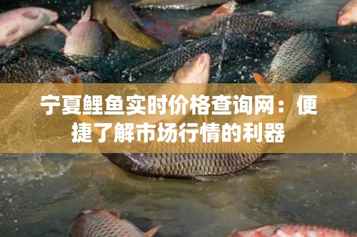 宁夏鲤鱼实时价格查询网：便捷了解市场行情的利器