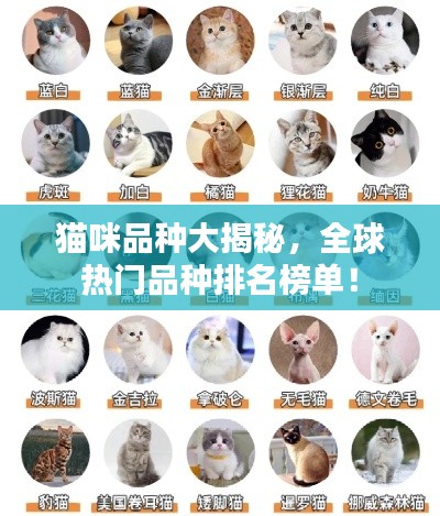 猫咪品种大揭秘，全球热门品种排名榜单！