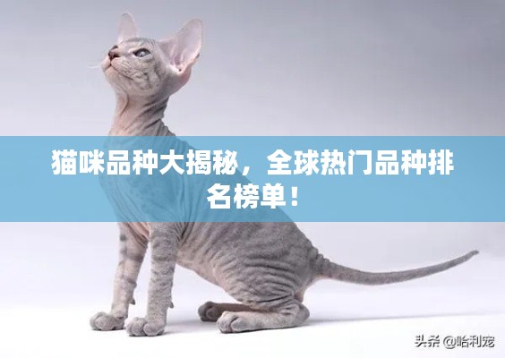 猫咪品种大揭秘,全球热门品种排名榜单!