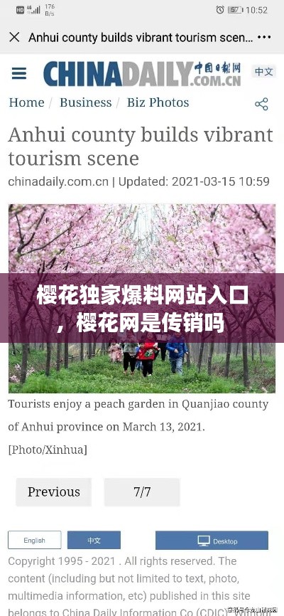 樱花独家爆料网站入口,樱花网是传销吗