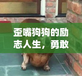 歪嘴狗狗的励志人生,勇敢前行,不畏挑战