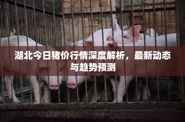 湖北今日猪价行情深度解析,最新动态与趋势预测