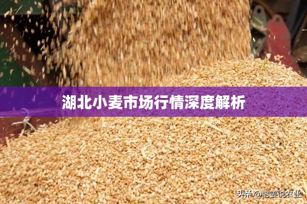 湖北小麦市场行情深度解析