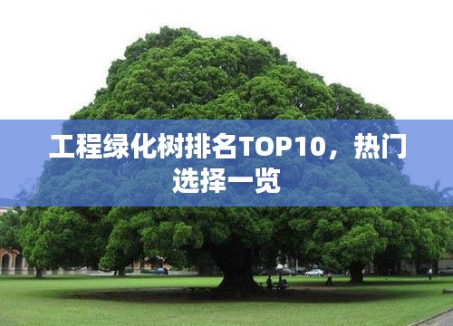 工程绿化树排名TOP10,热门选择一览