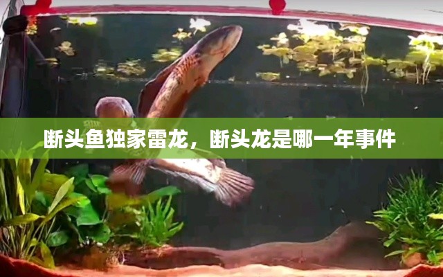 断头鱼独家雷龙,断头龙是哪一年事件