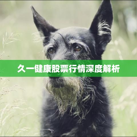 久一健康股票行情深度解析